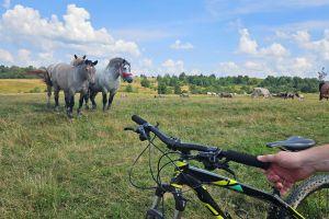 Maramures