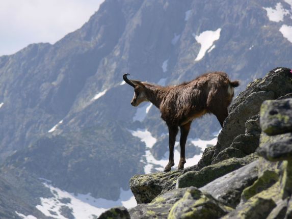 Wildlife tracking and hiking in Romania - Romanian Friend